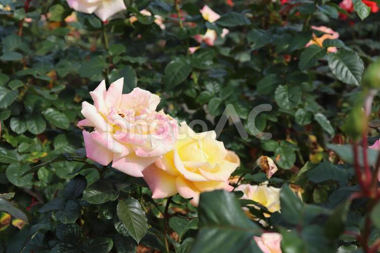 ソフトオレンジからピンクに色の変わる薔薇、モナリザ 薔薇,綺麗,植物の写真素材