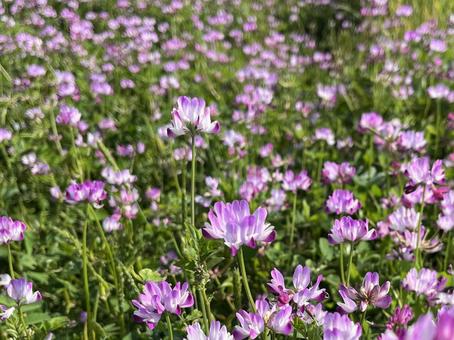 Photo, kenji, flower, plant, 