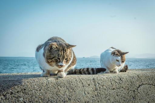 2匹の猫 2匹の猫 猫,ネコ,ねこの写真素材