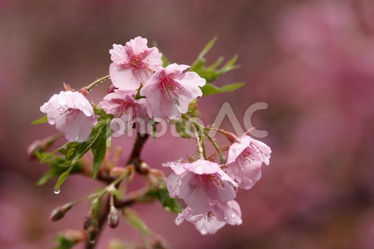 伊豆発祥の早咲き桜 河津桜,花,バラ科の植物の写真素材