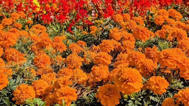 オレンジのマリーゴールドと赤い花 オレンジ,マリーゴールド,赤の写真素材