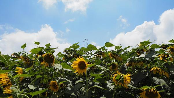 夏のヒマワリ 夏のヒマワリ 自然,風景,景色の写真素材