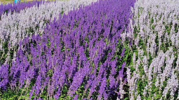 サルビア1の写真