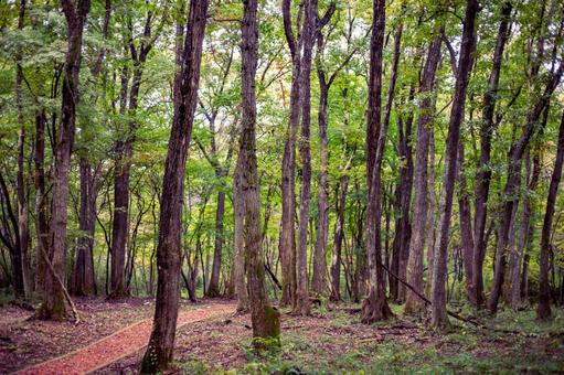 秋の林 秋,紅葉,木の写真素材