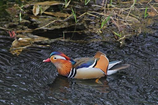 オシドリ オス オシドリ オスの写真