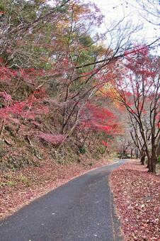伊自良湖の歩道の写真