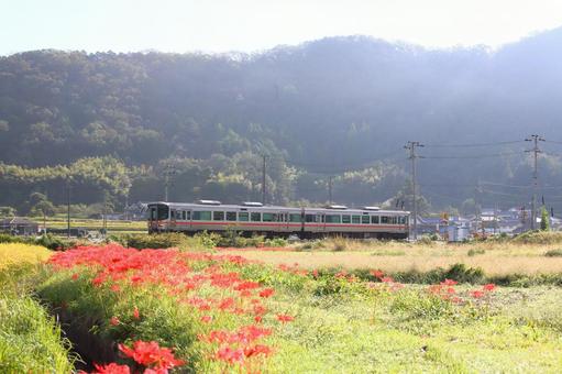 秋のローカル線 ヒガンバナ,ローカル線,秋の写真素材