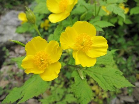 ヤマブキソウ・山吹草 ヤマブキソウ・山吹草の写真