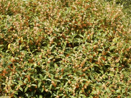 【花の写真】キンモクセイ（金木犀） キンモクセイ,金木犀,植物の写真素材