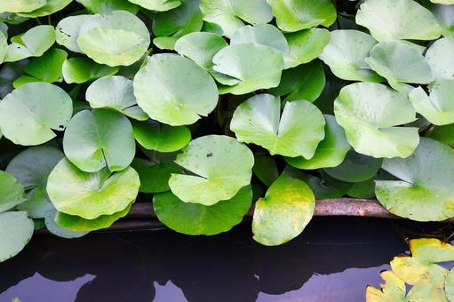 Photo, lotus leaves, pool, park, 