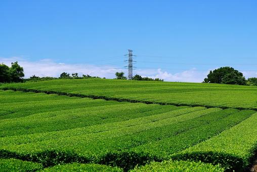 新茶の季節(緑茶) 新茶の季節(緑茶)の写真