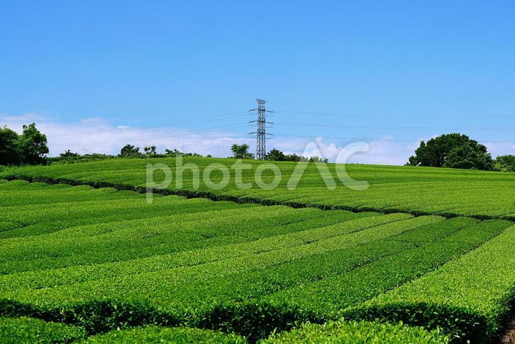 新茶の季節（緑茶） 茶畑,茶,新茶の写真素材