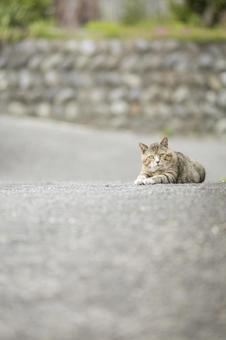 道端で伏せている野良猫 猫,ネコ,野良猫の写真素材