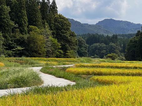 曲がりくねった農道 曲がりくねった農道 農道,田んぼ,道の写真素材
