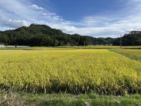 田んぼ 収穫期3 田んぼ 収穫期3の写真