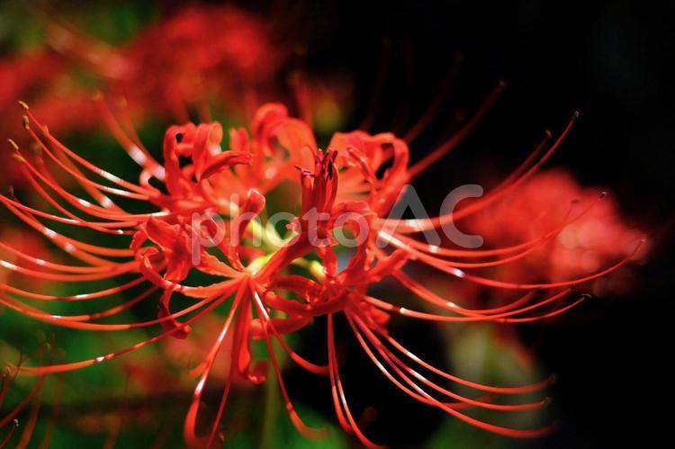 彼岸花（曼珠沙華） 彼岸花,ヒガンバナ,曼珠沙華の写真素材