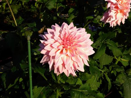 花壇で開花したピンク色のダリア ダリア,花,植物の写真素材