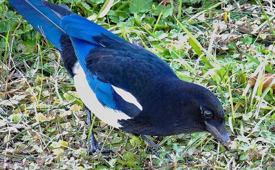 カササギ カササギの写真