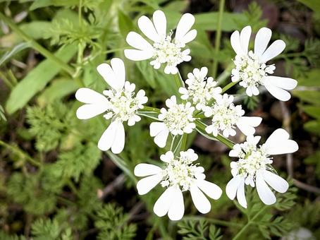 オルレアの花 03 オルレアの花 03 ホワイトレースフラワー,オルラヤグランディフロラ,オルレヤの写真素材
