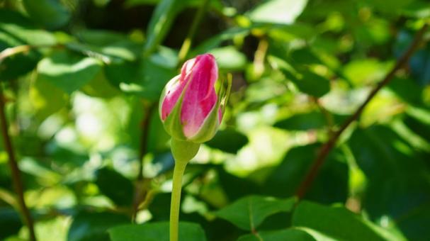 薔薇のつぼみ 薔薇,つぼみ,花の写真素材