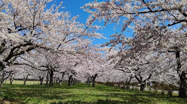 Photo, cherry blossoms, yoshino cherry tree, flower, 