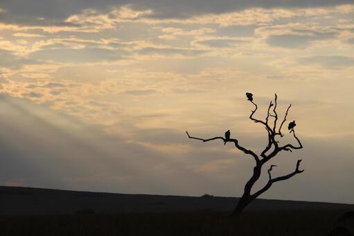 サバンナの朝日に休むワシ アフリカ,マサイマラ,ケニアの写真素材