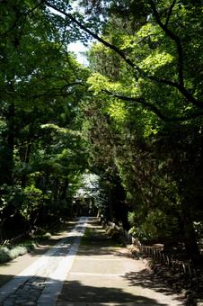 ［神奈川県鎌倉市］寿福寺 鎌倉,寿福寺,参道の写真素材