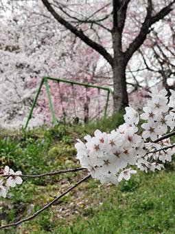 桜 桜の写真