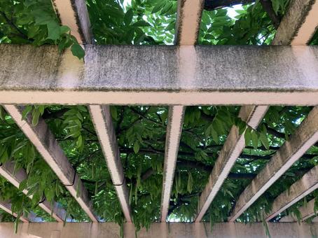 ピンクのパーゴラと生い茂る緑の写真