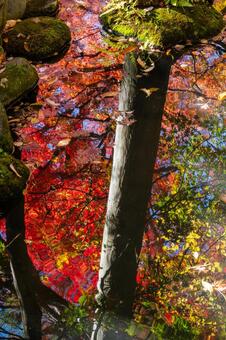 もみじ公園の秋(38) 秋,紅葉,モミジの写真素材