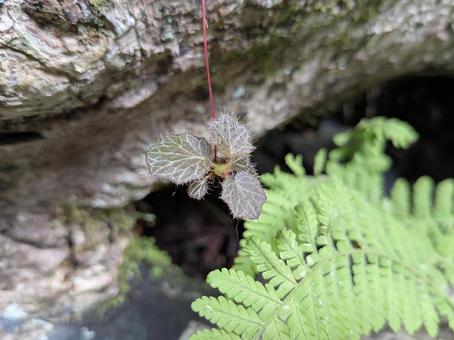 ユキノシタ属? ユキノシタ属?の写真