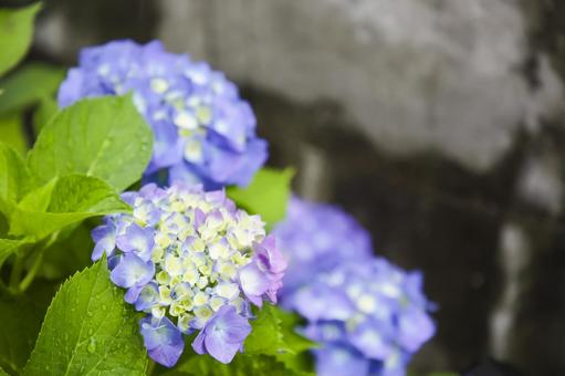 Hydrangea, JPG Hydrangea, JPG