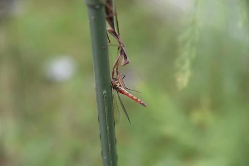 トンボを食べようとしている，カマキリ カマキリ,昆虫,捕食の写真素材