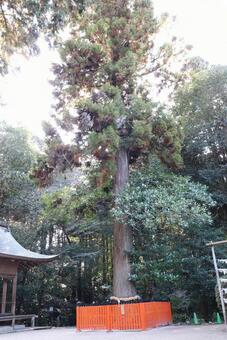 鷺森神社　御神木 鷺森神社,御神木,杉の写真素材