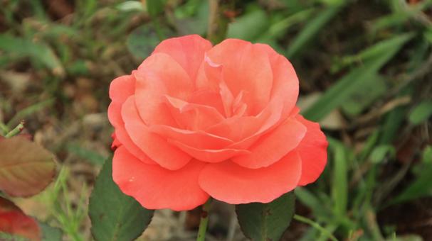 河津バカテル公園　秋バラ 薔薇,秋,花の写真素材