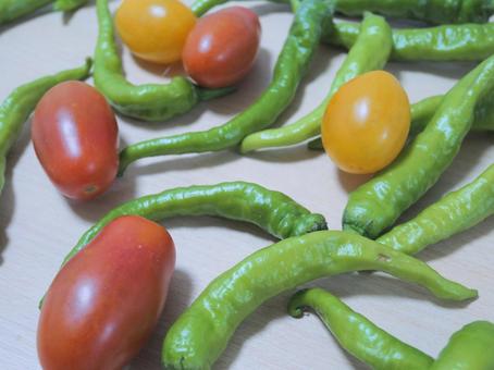 Photo, vegetables, summer vegetables, petit tomatoes, 