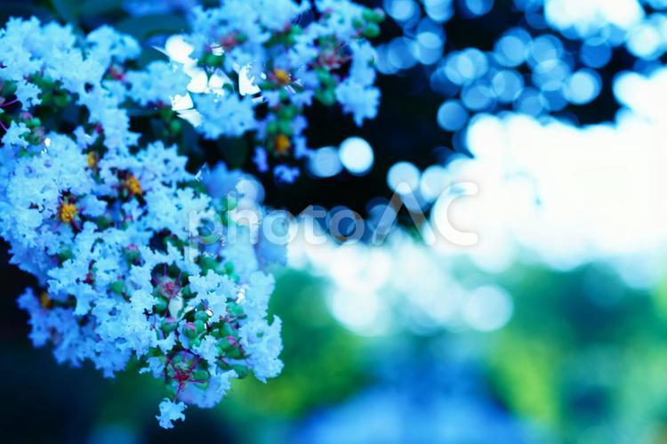 サルスベリ 花,百日紅,サルスベリの写真素材