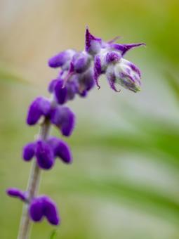 アメジストセージ⑶ 花,アメジストセージ,メキシカンセージの写真素材