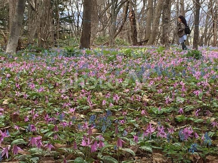 カタクリとエゾエンゴサクの群生 カタクリ,エゾエンゴサク,花自然の写真素材