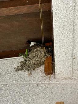 Photo, snake, model, nest, 