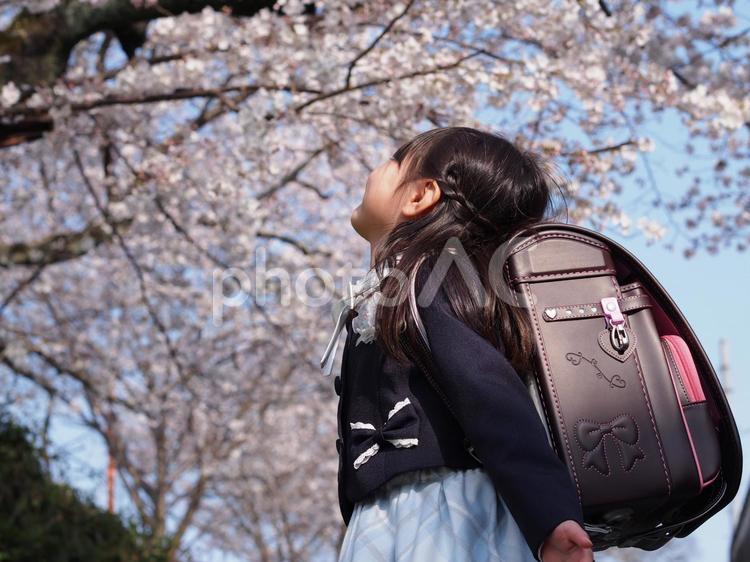 新小学1年生 春,桜,子どもの写真素材