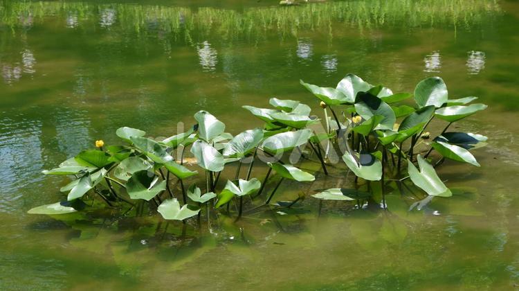 コウホネ コウホネ,花,植物の写真素材
