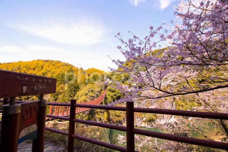 立神峡（桜と吊り橋） 熊本,立神峡,桜の写真素材