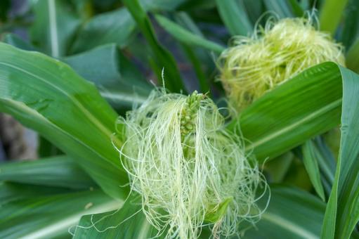 Photo, corn, tassel seed, male ear seed, 