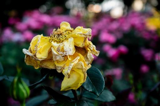 踏ん張っているバラ(公園のバラ) 踏ん張っているバラ(公園のバラ) バラ,花,植物の写真素材