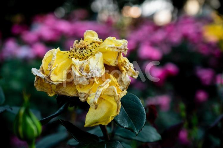 踏ん張っているバラ（公園のバラ） バラ,花,植物の写真素材
