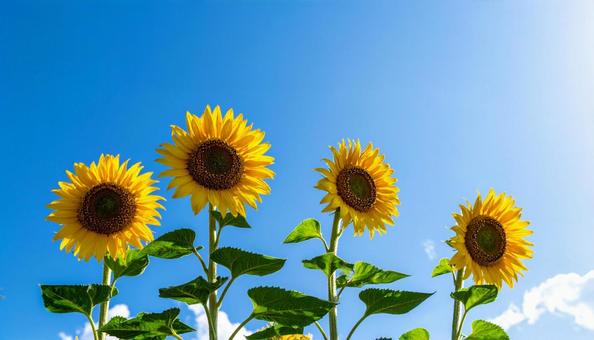 ひまわりの花の写真