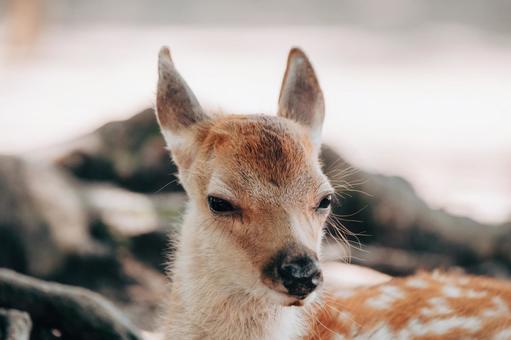 小鹿の寝起きです 鹿,動物,哺乳類の写真素材