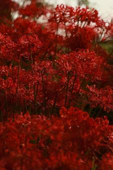 曼殊沙華 曼殊沙華 曼殊沙華,秋,赤の写真素材