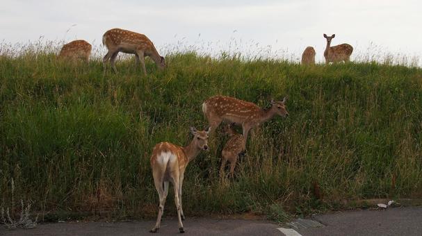 野付半島 トドワラのエゾ鹿 野付半島 トドワラのエゾ鹿の写真